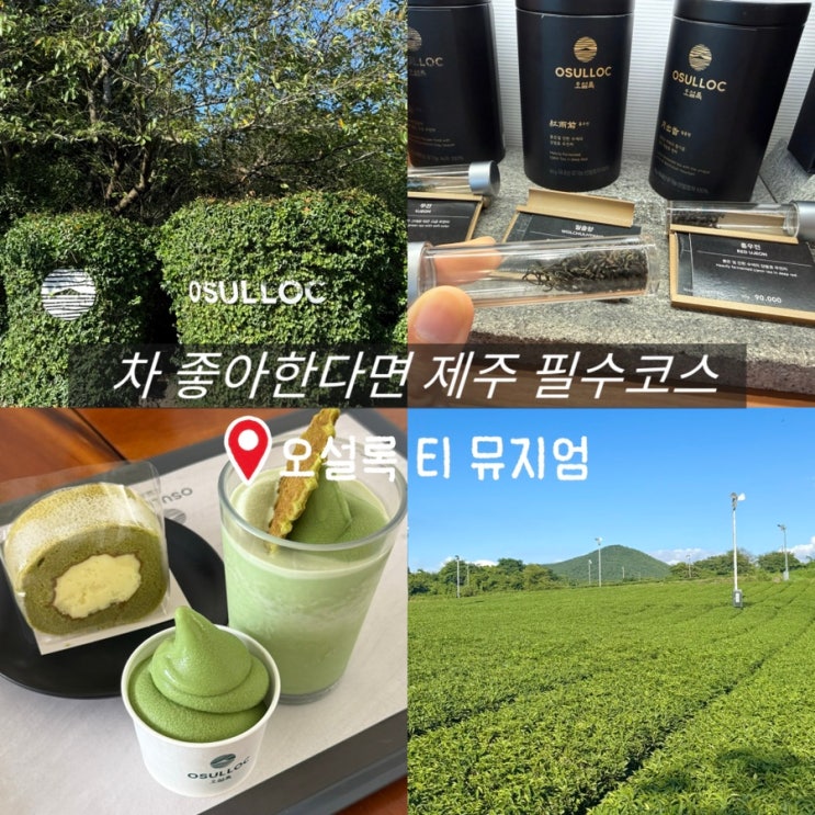 제주 오설록 티 뮤지엄 메뉴 후기 및 포토존 차밭
