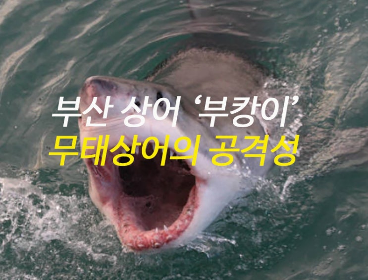 부산 상어 '부캉이' 무태상어의 공격성은 어느 정도일까?