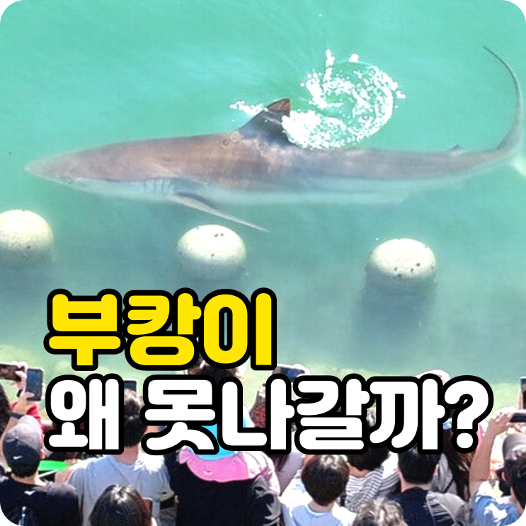 부캉이부산상어 왜 못 나가나? 바다 앞인데 북항을 못 빠져나가는 이유