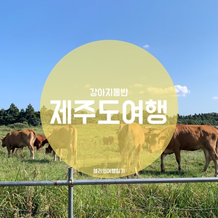 강아지동반 제주도여행 1박2일ㅣ제주레일바이크ㅣ제주도흑돼지맛....