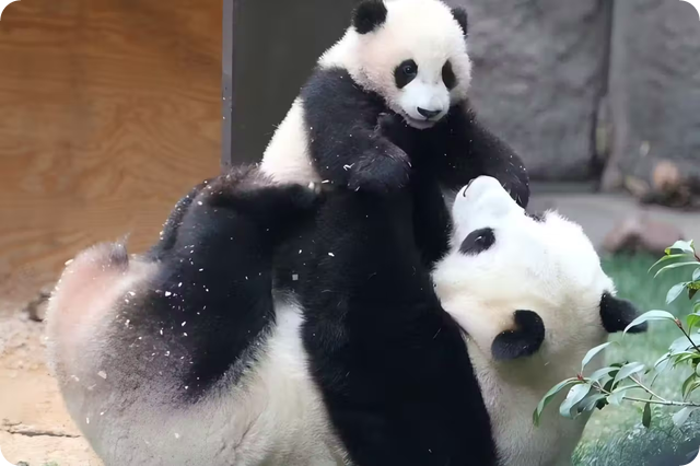 베이징 투어 코스 추천 동물원 판다 이화원 후통 골목 천단공원 예....