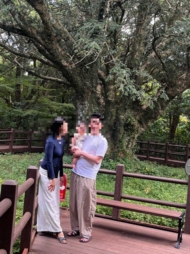 [제주 비자림] 7개월 아기랑 제주 여행｜유모차보다 아기띠 추천