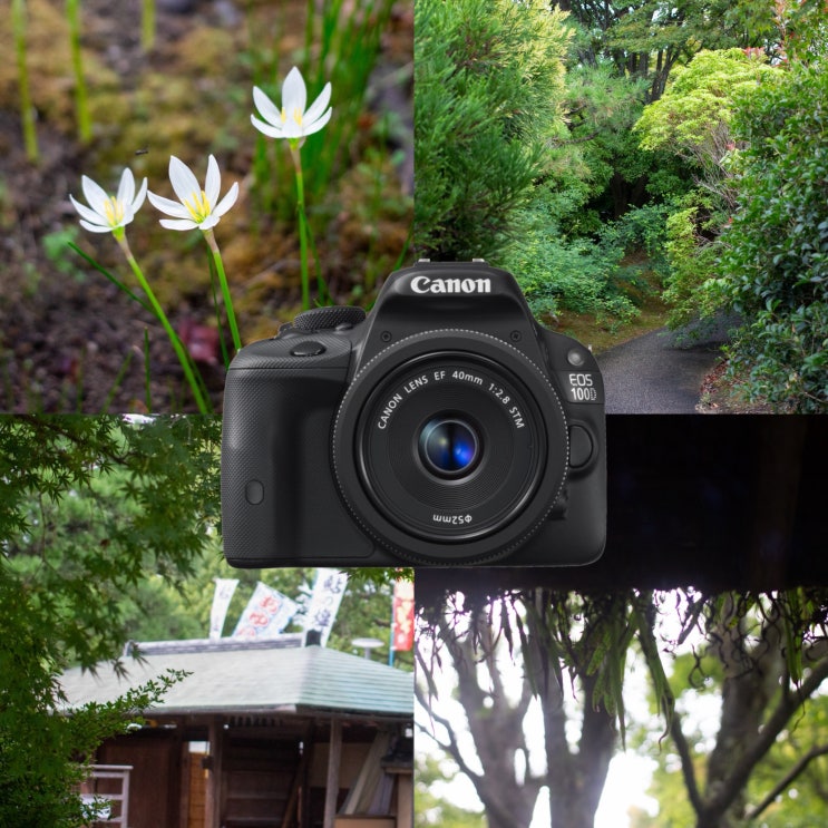 [후쿠오카] 하코자키궁 | 신엔 하나테이엔(神苑 花庭園), 식물과 나....