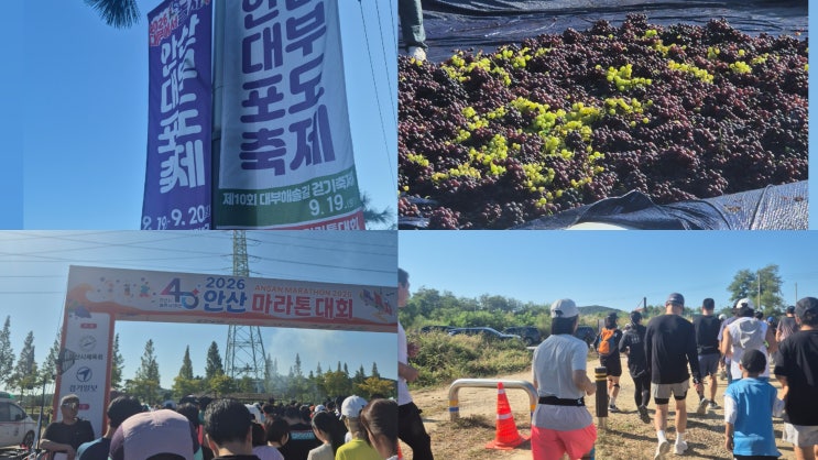 2026안산대부도마라톤 2026안산대부포도축제 대부도포도유명한이유