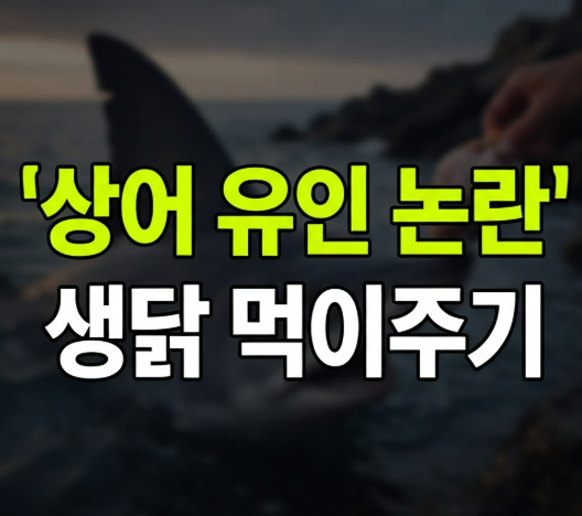 부산 상어부캉이생닭 먹이주기 논란 (+ 종류, 출몰 위치, 출몰 이유, 이디야 위치)