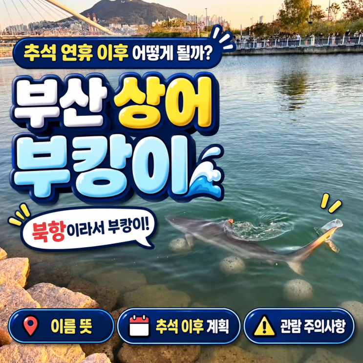 부산 상어부캉이, 이름 뜻과 추석 이후 계획