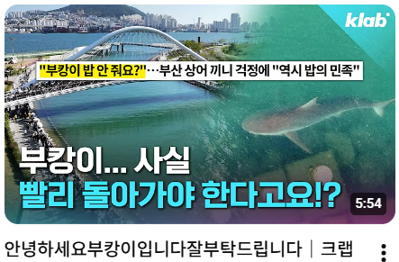 부산 북항 상어 ‘부캉이’ 화제｜친수공원 수로에 나타난 3.5m 상어, 왜 아직 머물고 있을까?｜부캉이사실 빨리 돌아가야 한다고요!?