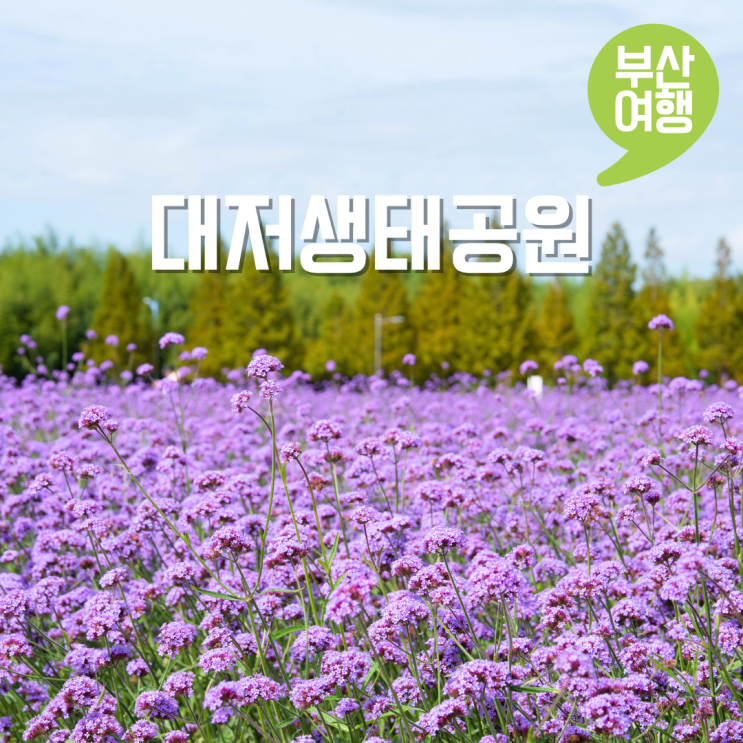 부산 대저생태공원 꽃구경 버베나 팜파스 가을 가볼만한곳