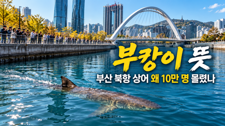 부캉이뜻 : 부산 북항 상어 왜 10만 명 몰렸나 이름 유래와 현재 상황