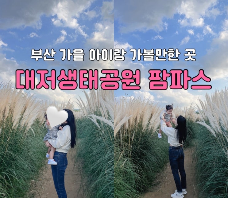 부산 가을 아이랑 가볼만한 곳｜대저생태공원 팜파스 개화·주차 위....