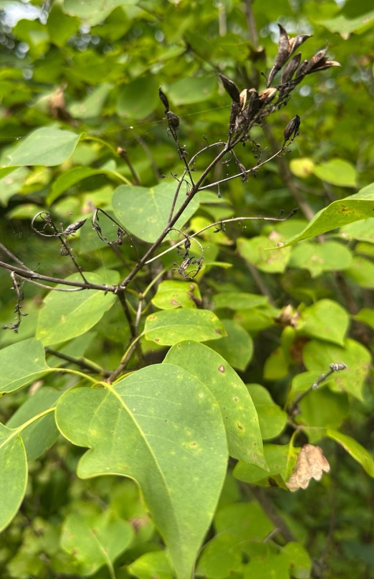Syringa 털개회나무 : 네이버 블로그