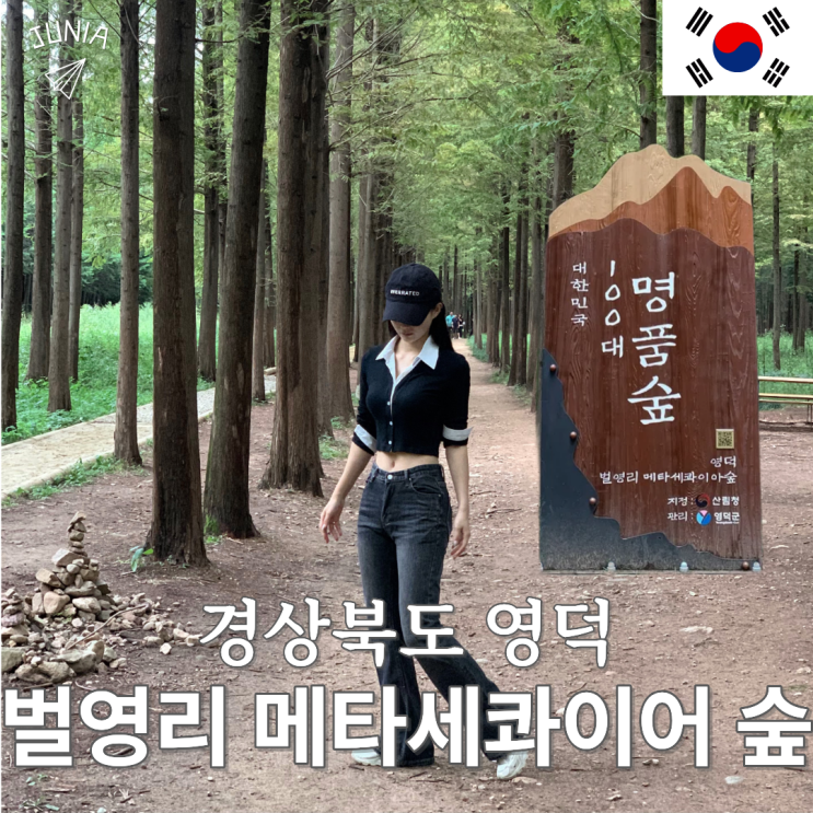 영덕 가볼만한곳 벌영리 메타세콰이어 숲 무료개방 100대 명품숲