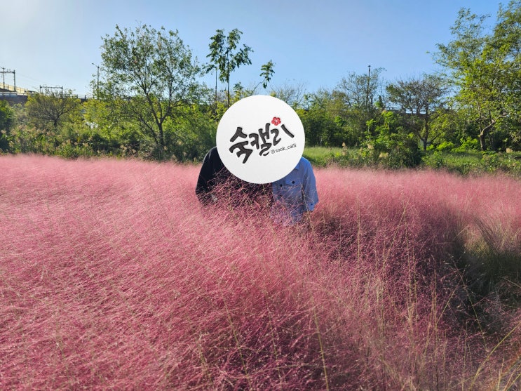 부산여행 가볼만한 곳 ★맥도생태공원 핑크뮬리★다녀온 후기