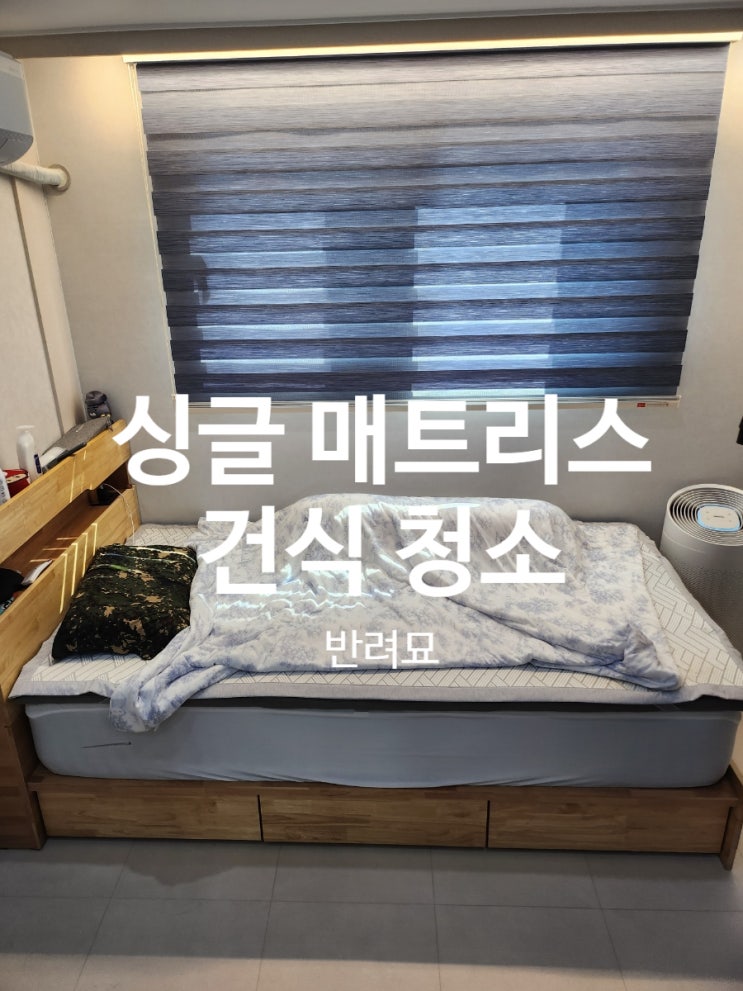 [광주침대청소] 고양이와 함께 지내는 침대, 눈에 보이지 않는 먼지까지 케어 : 네이버 블로그