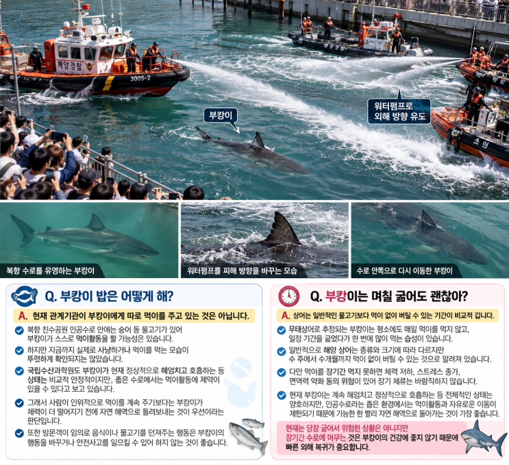 유도작전이 오늘 진행됐지만 결국 성공하지 못했습니다.  현재 상태 :부캉이북항 수로에 있음  오늘 외해 유도 :실패오늘 작업 : 종료  투입 : 해경·소방구조정 등 선박 5척  방법 : 워터펌프·고압수로 외해 방향 이동 유도  다음구조예정... 유도부캉이물줄기 피해 수로 안쪽 이동  오전·오후 외해 유도 시도 ❌ 9월 29일 첫구조작전 실패약 5시간 만에 작업...