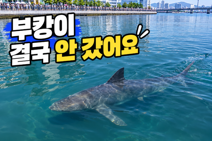 부캉이결국 안 갔어요…5시간구조작전 실패, 10월 2일엔 그물까지 친다