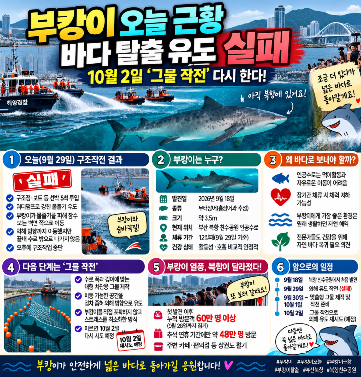 SNS와 기사에서는부캉이가 물줄기를 피해 이동하는 모습 때문에 ‘부캉이와 숨바꼭질’ 이라는 표현까지 등장했습니다. ⏰ 결국 첫구조작전 실패관계기관은 여러 시간 동안 작업을... 동원했지만 외해 유도에실패했습니다.부캉이는 아직 부산 북항 수로에 있으며, 관계기관은 10월 2일 차단용 그물을 활용한 두 번째구조작전을 준비하고 있습니다. 오늘이 마지막일