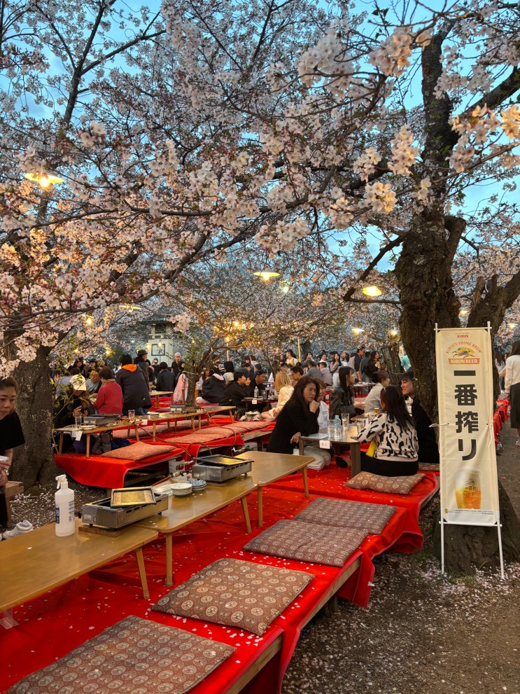 교토 당일치기 여행 3탄 / 마루야마 공원 라이트 업, 벚꽃 축제, 야타....