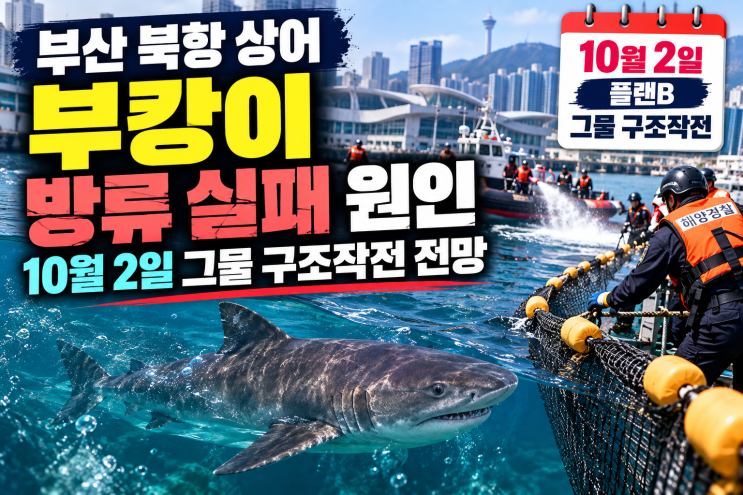 부산 북항 상어부캉이방류실패원인과 10월 2일 그물구조작전전망