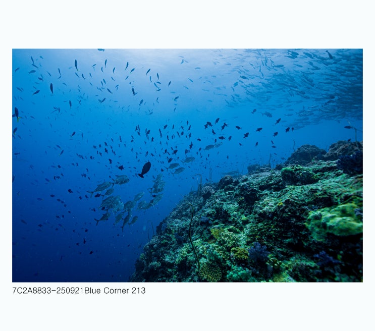 Dive Log #213-Palau-Blue Corner