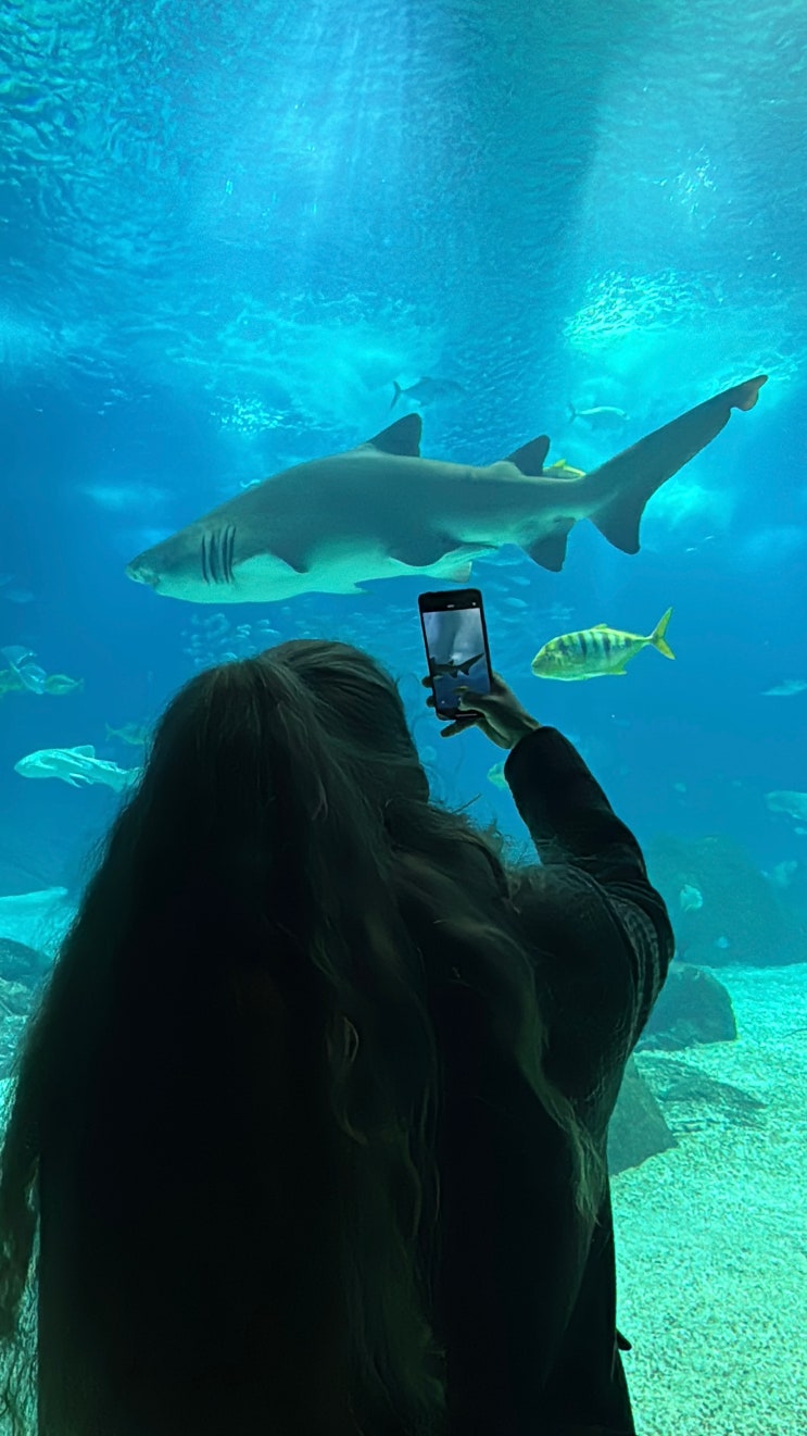 리스본 수족관 Oceanário de Lisboa 직접 다녀온 후기｜소요시간·가격·....