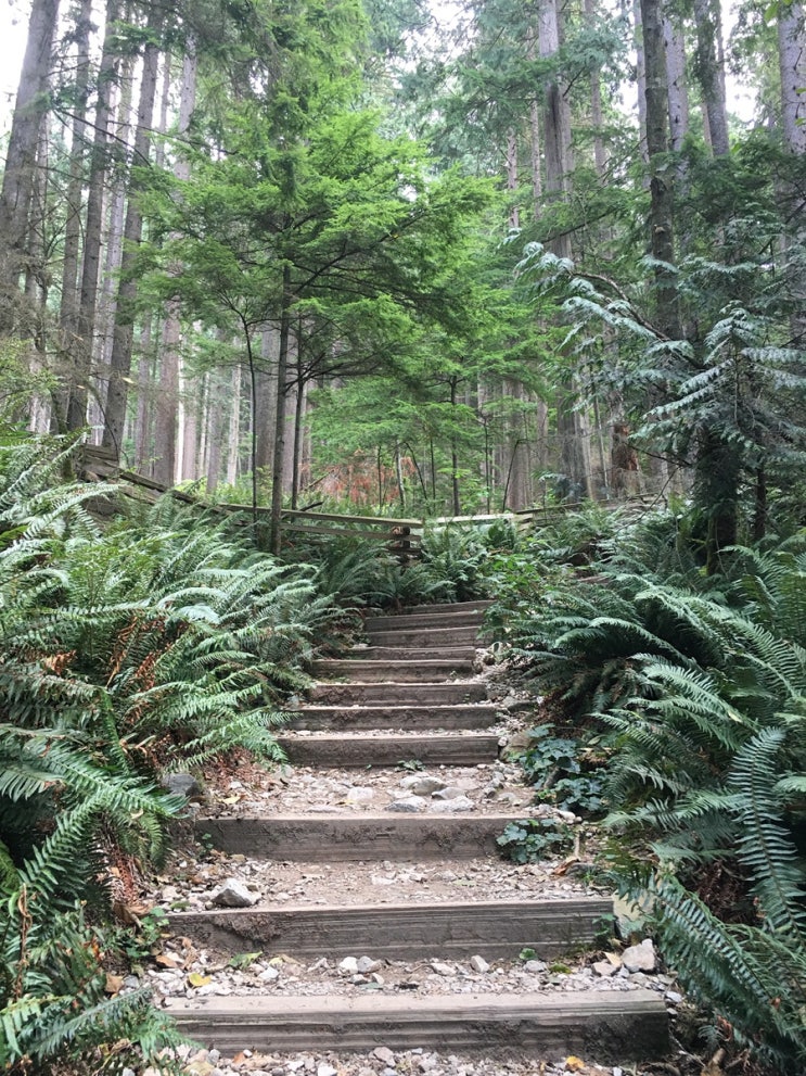 [캐나다] 혼자서 등산하기 Grouse Mountain..⛰️ + 그라우스 산에서 곰 ....