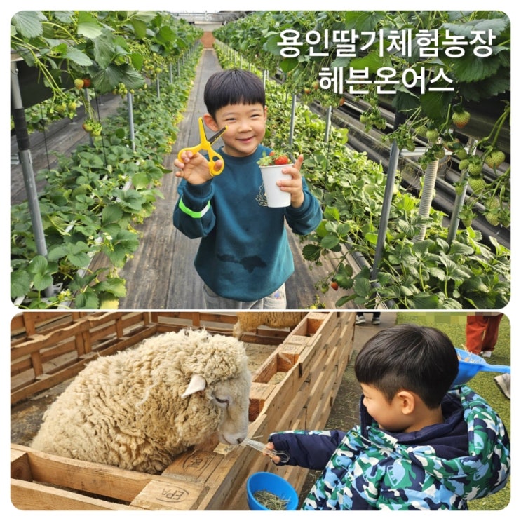 경기도 용인시 아이랑 가볼만한곳 용인딸기체험농장 동물농장 헤븐온어스 : 네이버 블로그