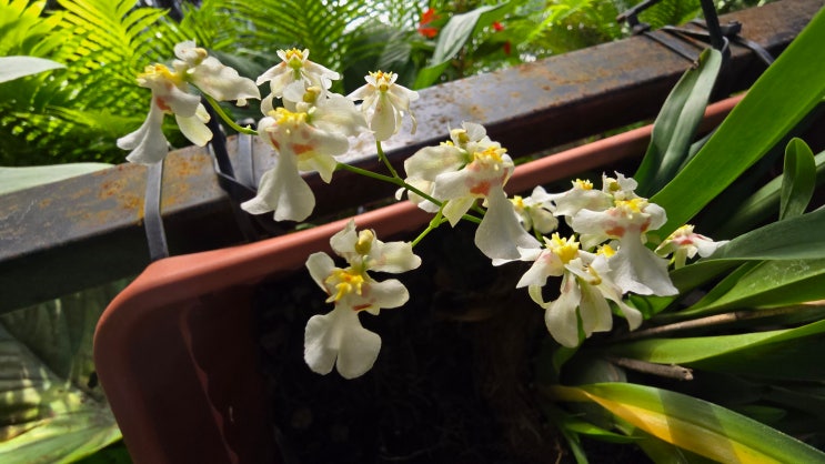 온시디움 미사키 트윙클 오브리,Oncidium Misaki Twinkle Obry : 네이버 블로그