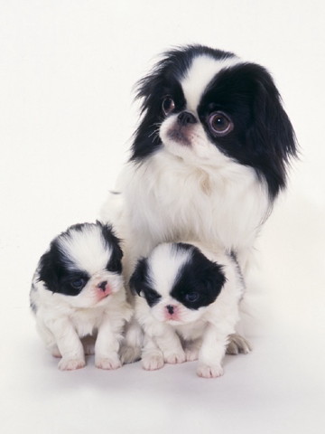 재패니즈 친 ( 일본어: ちん 狆, 영어; Japanese Chin ) : 네이버 블로그