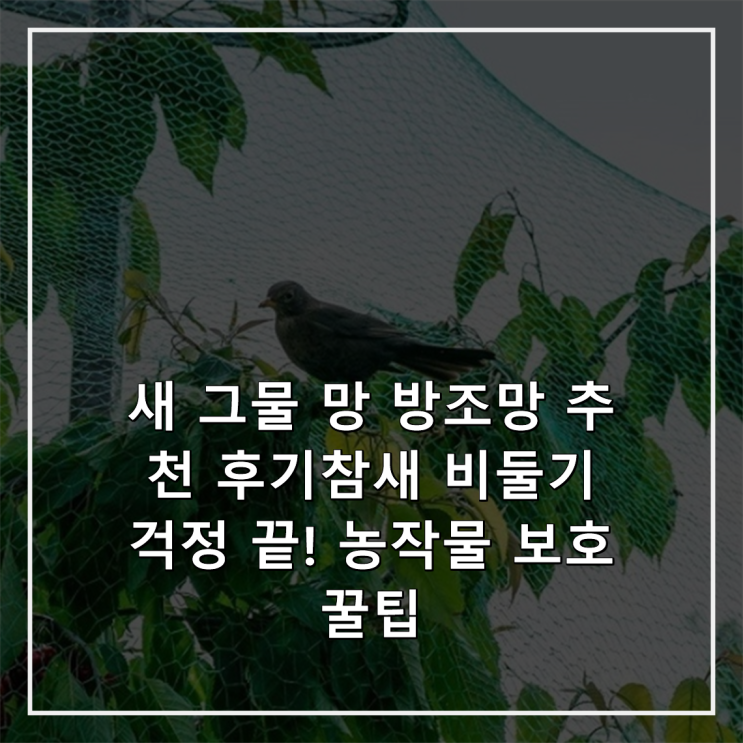 새 그물 망 방조망 추천 후기참새 비둘기 걱정 끝! 농작물 보호 꿀팁 : 네이버 블로그