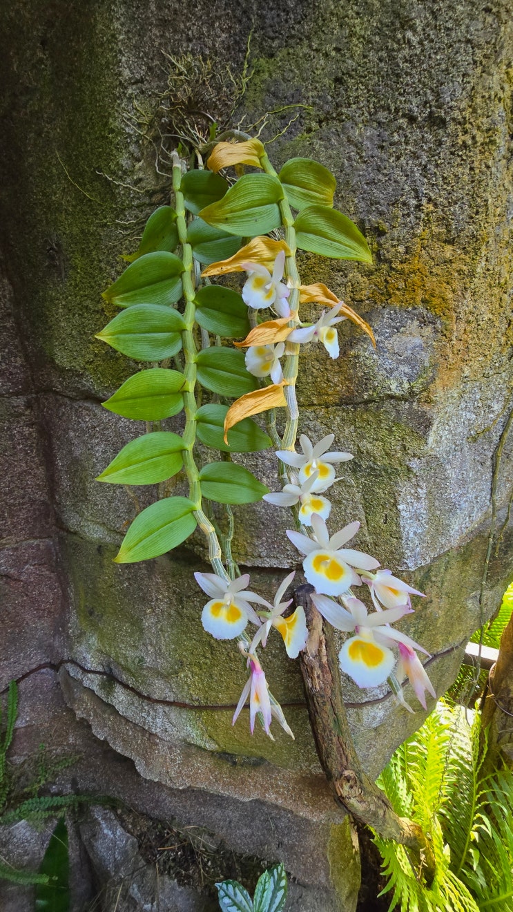 덴드로비움 푸리물리눔,Dendrobium primulinum,보춘석곡, 패각석곡 : 네이버 블로그