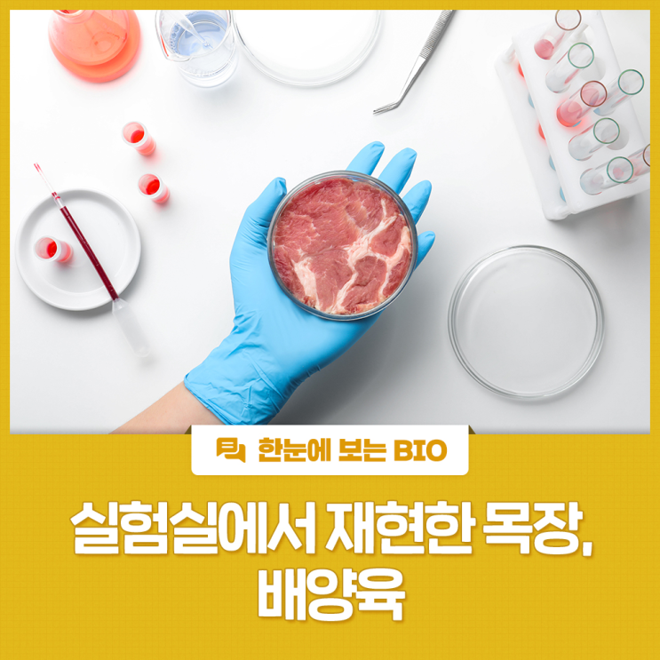 실험실에서 재현한 목장, 배양육 : 네이버 블로그