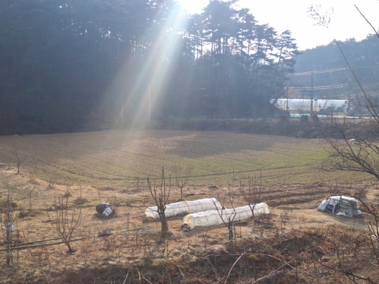 밭만들기 1월15일 내살던곳 : 네이버 블로그