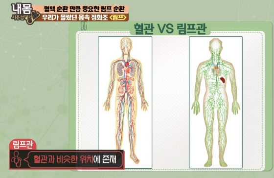 림프순환 왜 중요할까? 림프절 위치와 통증 의미 총정리 : 네이버 블로그