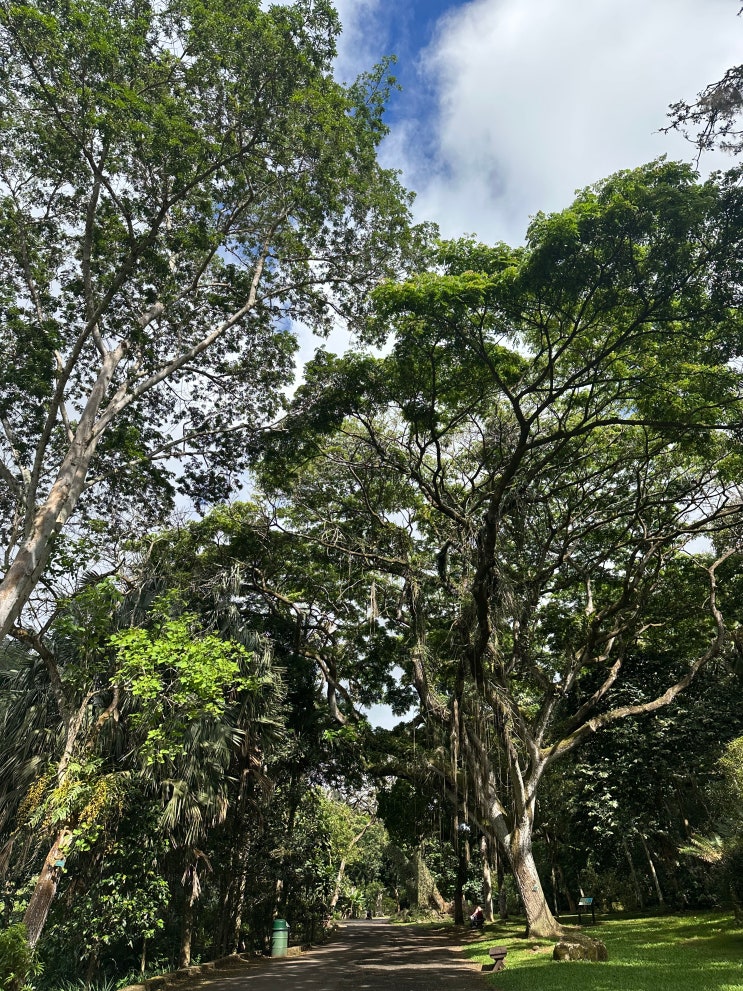 25 May Hawaii Oahu] Waimea Valley 와이메아 계곡