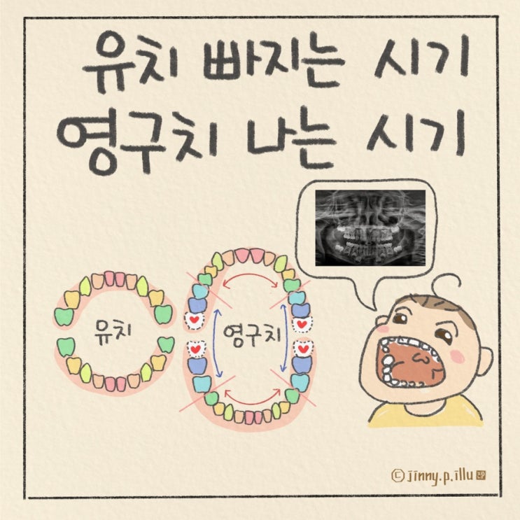 유치 빠지는 순서 갯수 영구치 나는 시기 5세 6세 치아관리법 ft. 엑스레이 검사 : 네이버 블로그