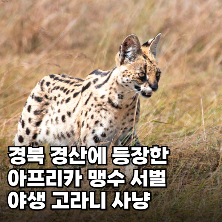 서벌 사바나캣 경산에 나타난 야생고양이 삵 정체는? : 네이버 블로그