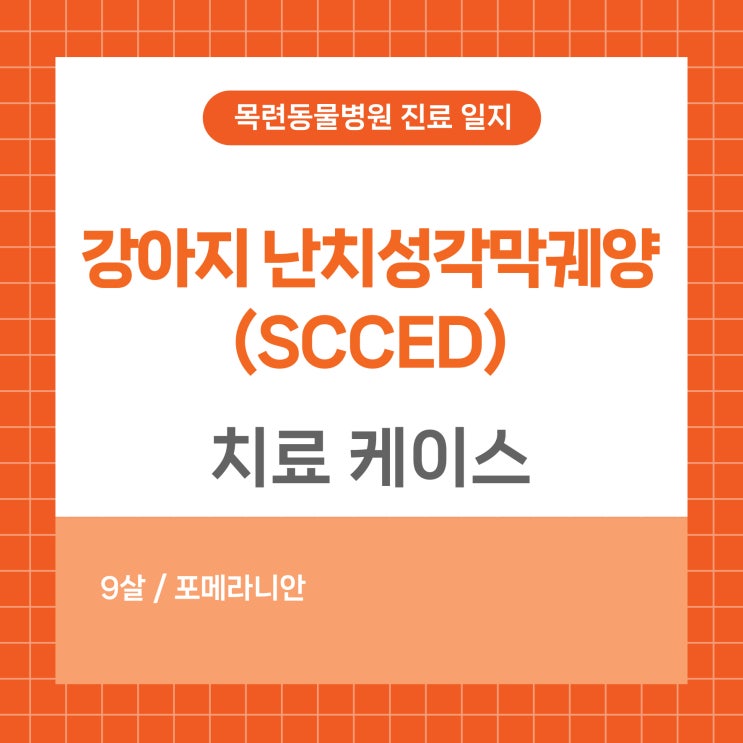 [목련동물병원] 강아지 난치성각막궤양(SCCED) : 네이버 블로그