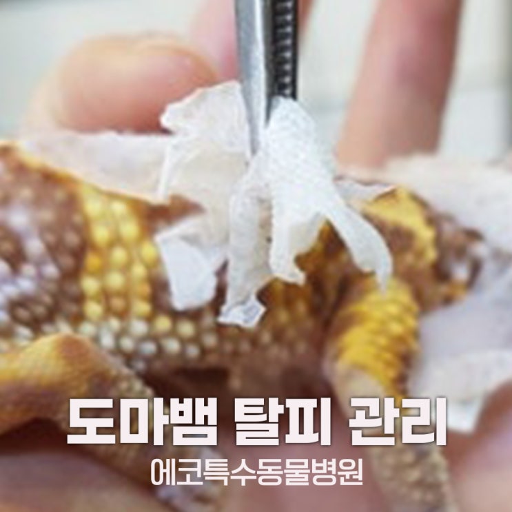 도마뱀 탈피불량 왜 생길까? 서울도마뱀병원이 알려주는 예방법과 관리법 : 네이버 블로그