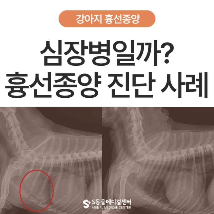 강아지 심장병 관리 중 나타난 호흡 변화, 흉선 종양 진단 사례 - 부산·양산 종양 전문 동물병원 에스동물병원 : 네이버 블로그