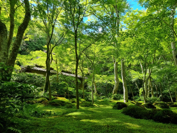 걸어서 교토 여행 기오지(祇王寺)