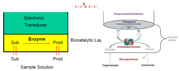 ['26.Winter/Bioelectronics] Enzyme Electrode : 네이버 블로그