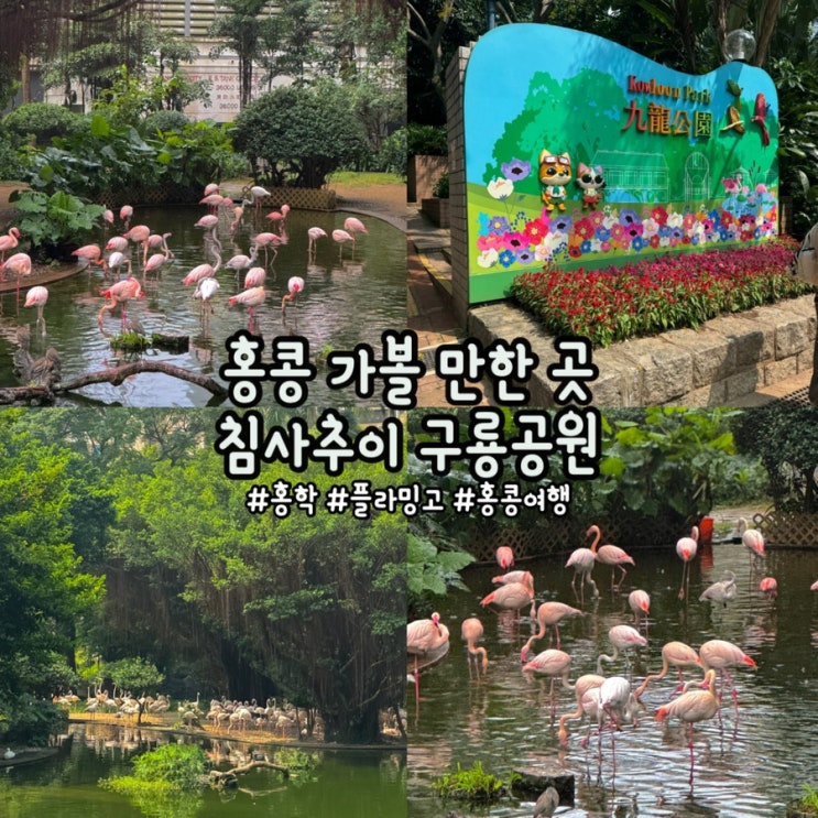 [홍콩/침사추이] '구룡공원' 홍콩 가볼 만한 곳, 홍콩 플라밍고 공원 시간, 홍콩 홍학 공원 : 네이버 블로그