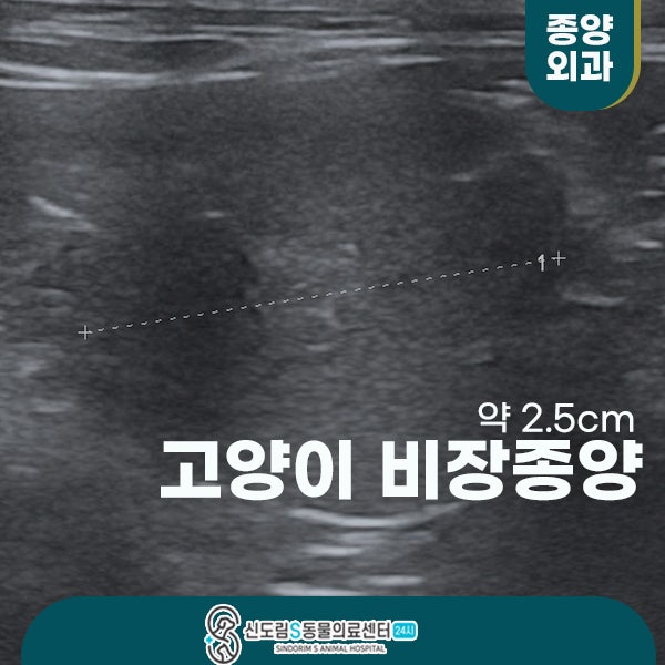 고양이 건강검진에서 비장종괴 발견, 비장 전적출 수술 : 네이버 블로그
