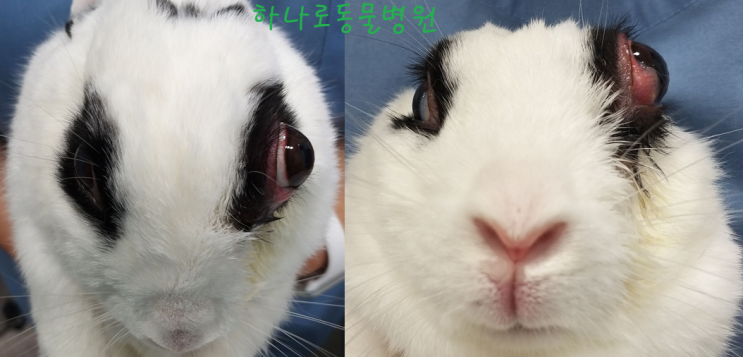 토끼 안구 후 농양 (Retrobulbar abscess) : 네이버 블로그