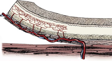 Axial Pattern Flap (축형 피판)의 정의와 종류 (Random Pattern Flap 차이점) : 네이버 블로그