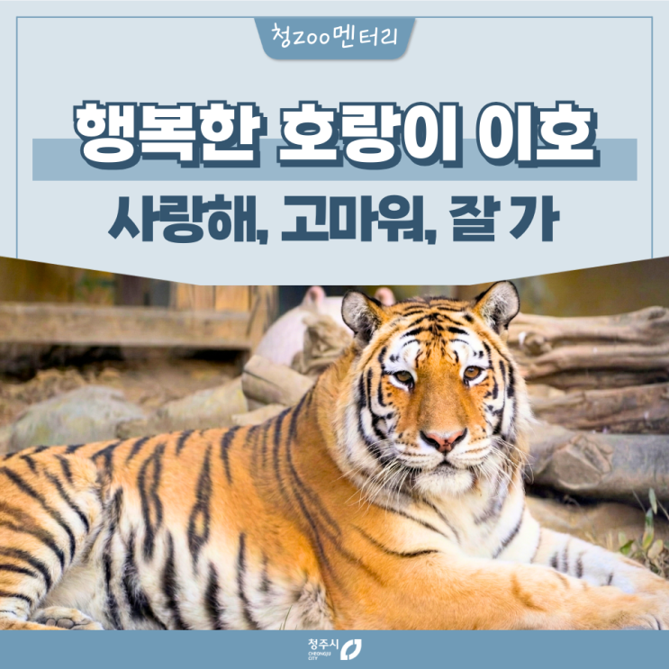 이상한 동물원의 행복한 호랑이 이호, 우리가 함께…