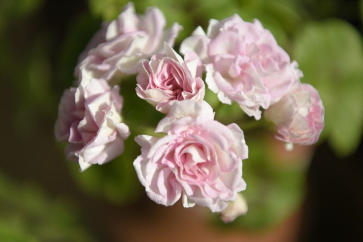 제라늄 로코코(Pelargonium Rococo) : 네이버 블로그