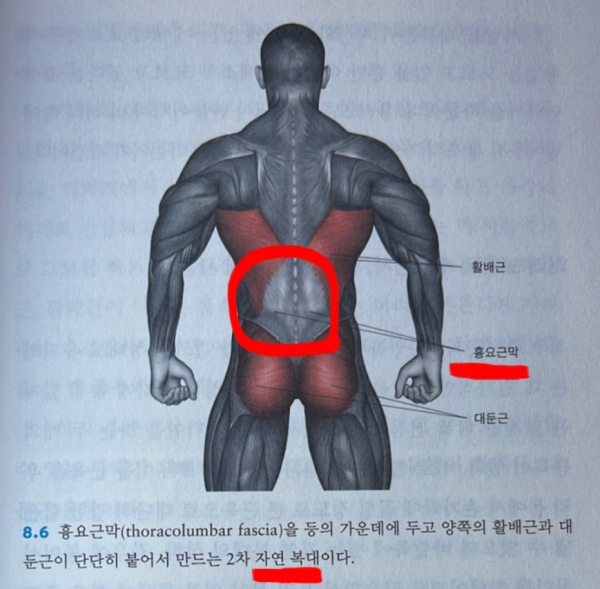 요추 전만 자세로 튼튼해진 이유 : 네이버 블로그