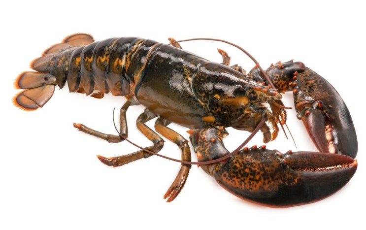 랍스터 ( 영어; Lobster, 학명; Homarus )종류 : 네이버 블로그